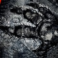 Evolve augura un buon San Patrizio ai suoi giocatori nel miglior modo possibile