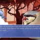 Hatoful Boyfriend in arrivo per PS4 e PS Vita